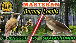 Download CUCAK JENGGOT VS SIKATAN LONDO GACORRR........ MP3