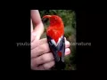 Hawaiian rainforest NATIVE bird song 22 minutes of relaxation