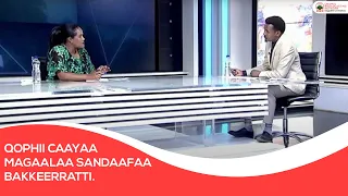 Qophii Caayaa Magaalaa Sandaafaa Bakkeerratti 