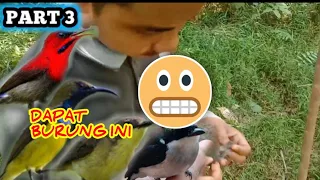 cara memikat burung remetuk laut sepah raja jingjing batu dan burung kecil