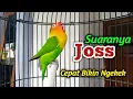 Download Lagu Suara Lovebird Gacor ini Paling Cepat di Respon, Lovebird Macetpun Bisa di Bikin Nyaut