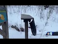 It was an explosion Police investigate blown up mailboxes in Lamoille County