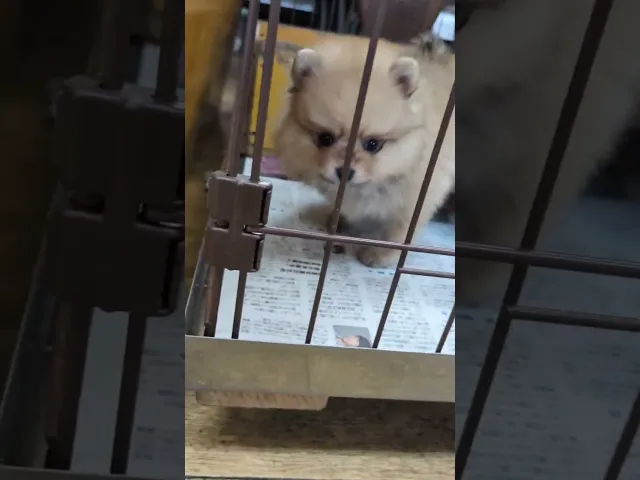 動画