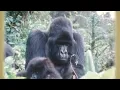Tarzan - DisneyPedia Living in the Jungle