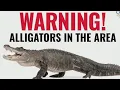 North Texas city issues warning after alligator spotted in town