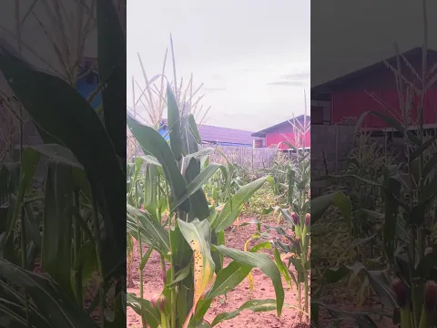 🌽🥬🌽