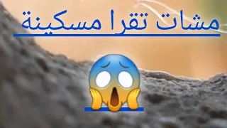 شوف بنتي مشات تقرا حصلتهوم قيطي 