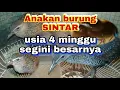 Anakan burung sintar usia 4 minggu
