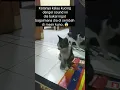 Download Lagu Lihat kucing ini‼ketika mendengar musik Mesir kuno 😱 #shorts