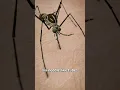 Download Lagu How Mosquitos Suck Your Blood 😨 (yikes)