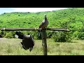 Lagu Easy Quick Dove Traps Technique - The Best Bird Traps Near The Mountain