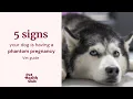 Phantom pregnancy in dogs 5 signs of a false pregnancy in dogs
