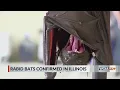 Bat found in Coles Co tests positive for rabies