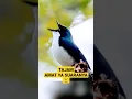 Download Lagu Rahasia Suara Tajam dan Keras Terungkap! Burung Kecil Ini Akan Membuat Anda Terkagum-kagum!