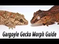 Gargoyle Gecko Morphs