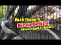 Download Lagu MANTENAN Betina Gacor memanggil jantan
