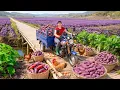Download Lagu TIMELAPSE -- Sweet Potato Harvesting Process: 1000Kg+ Sweet Potatoes to Sell \u0026 Make Roast Chicken