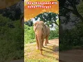 The Unimaginable Intelligence of Elephants symbolism bet myth
