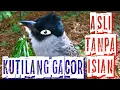 Download Lagu SUARA BURUNG KUTILANG GACOR !!! SUARA ASLI Tanpa ISIAN