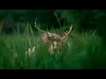 Download Lagu Heilung | Anoana [Official Video]