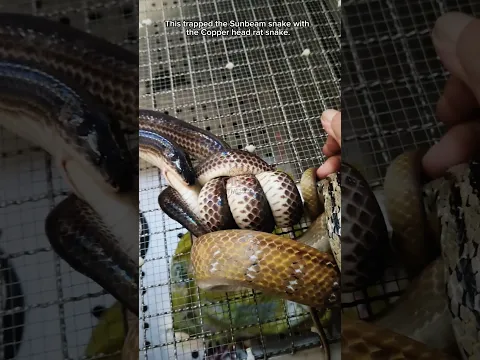 แสงโหด🫣 #งูแสงอาทิตย์ #sunbeamsnake #จับงู #งู #จับงูมือเปล่า #ภิญโญคนจับงู #มือปราบอสรพิษ #snake