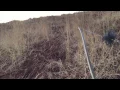 Stickbow close to Alaskan Blacktail deer - Close enough