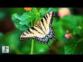 Download Lagu Butterflies \u0026 Flowers 🦋🌼 ~ Amazing Nature Scenery \u0026 The Best Relax Music (1080p HD)