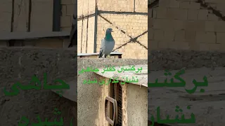 برگشتن کبوتر چاهی سبز غریب گیری شده که تو پاهاش نشان گذاری کرده بودم کبوتربازی شورت Pigeon کبوتر 