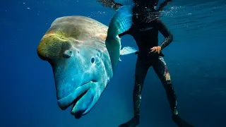 Where’s Wally, the Wrasse? Stumbling on a fish spawning event (Sailing Popao) Ep.45