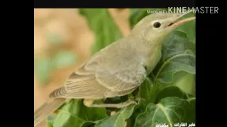 افضل صوت شحيمنيات الدخل دندنها