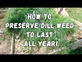 How to Preserve Dill Freeze and Dehydrate dill