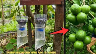 technique grafting green orange plant fast growing