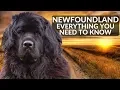 Newfoundland 101 Everything You Need To Know About Owning A Newfoundland Puppy