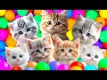 ANAK KUCING MEONG MEONG \\LAGU POPULER ANAK  KUCING MEONG MEONG
