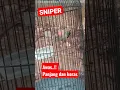 Download Lagu SNIPER || burung sogon nembak panjang dan keras #shorts
