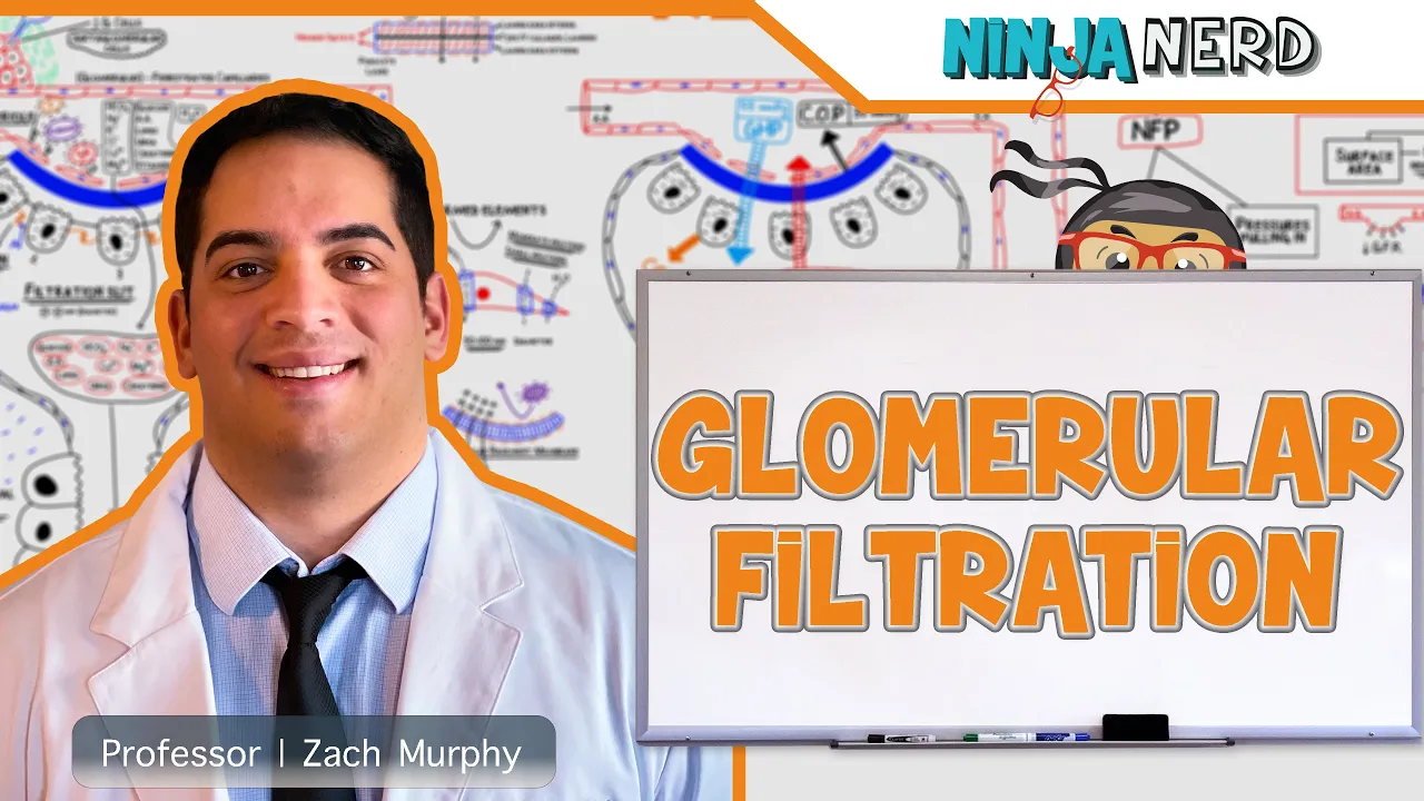 Outline Video Renal | Glomerular Filtration