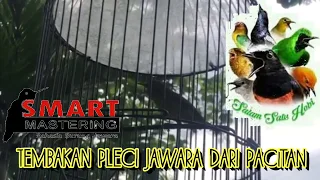 tembakan pleci jawara dari pacitan
