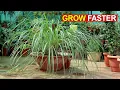 SECRETS TO GROW LOTS OF LEMON-GRASS FASTER LEMON GRASS CARE TIPS