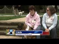6abc Shelter Me Adopt a Boxer Rescue