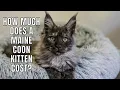 Download Lagu How Much Does a Maine Coon Kitten Cost?