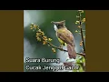 Download Lagu Suara burung cucak jenggot gacor