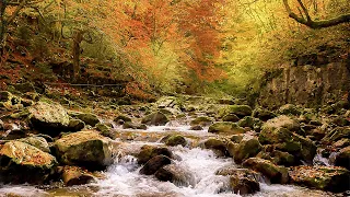 Healing Harmony | Native American Flute for Instant Stress Relief & Deep Relaxation
