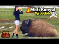 Download Lagu Inilah Kumpulan Orang Terbodoh yang Memenangkan Award Dalam Hal Kematian Terkonyol di Dunia!