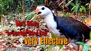 mp3 white breasted bird call dak pakhir dak very effective 