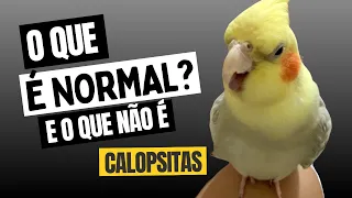 ISSO QUE A CALOPSITA FAZ É NORMAL?