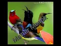 Download Lagu Suara burung Pemikat segala Burung