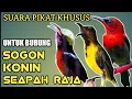 Download Lagu SUARA PIKAT, SOGON+KONIN+SEPAH RAJA TERBARU @bobkicau