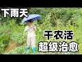 Download Lagu 冒雨去给老妈种的豆角插扦，十多天不去看居然都在开花了，绿油油的藤蔓看着都让人心情愉悦