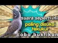 Download Lagu Tekukur super gacor suara GeLEDEG,