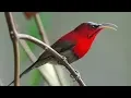 Download Lagu Burung Master | Besetan Kasar Kolibri Jawa